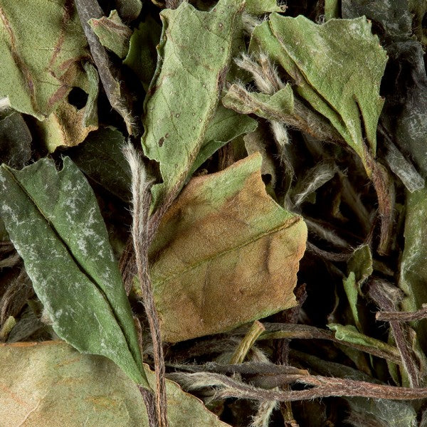 pai mu tan pivoine blanche 100